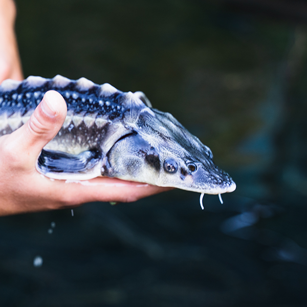 caviar fish sturgeon
